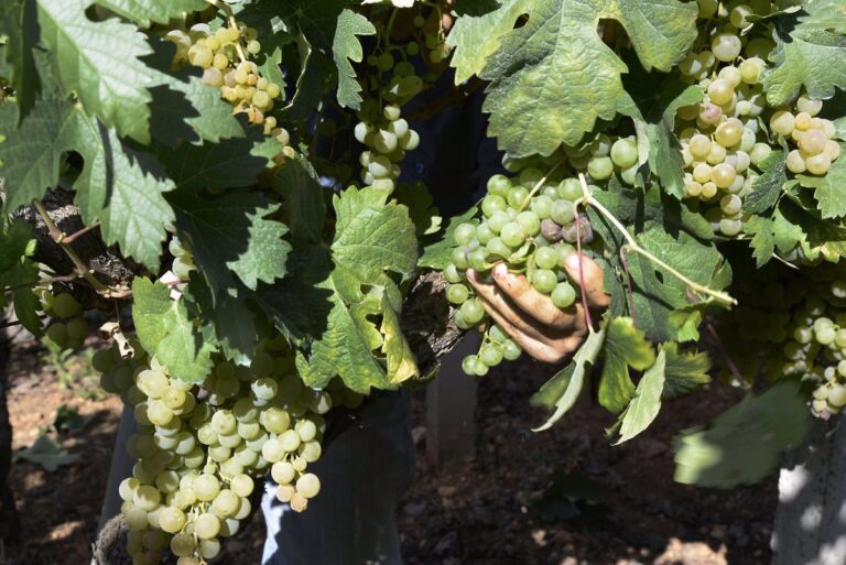 Agricultura autoriza plantar 928 nuevas hectáreas de viñedo en 2024 59 Agricultura autoriza plantar 928 nuevas hectareas de vinedo en 2024