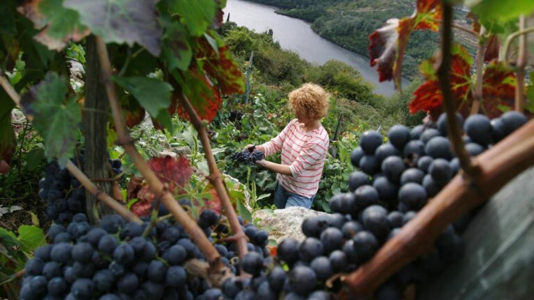 Bodegas del sur de Galicia exploran métodos innovadores para atraer mano de obra vendimiadora 32 Bodegas del sur de Galicia exploran metodos innovadores para atraer