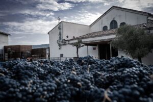Celler de Capçanes, referente mundial en producción de vinos kosher 13 Celler de Capcanes referente mundial en produccion de vinos kosher
