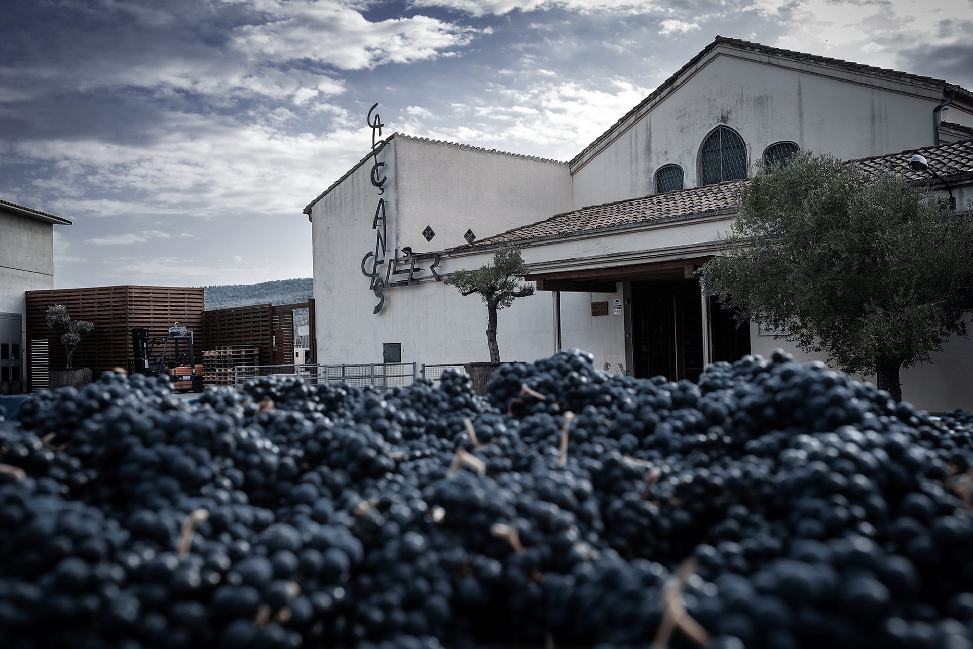 Celler de Capçanes, referente mundial en producción de vinos kosher 1 Celler de Capcanes referente mundial en produccion de vinos kosher