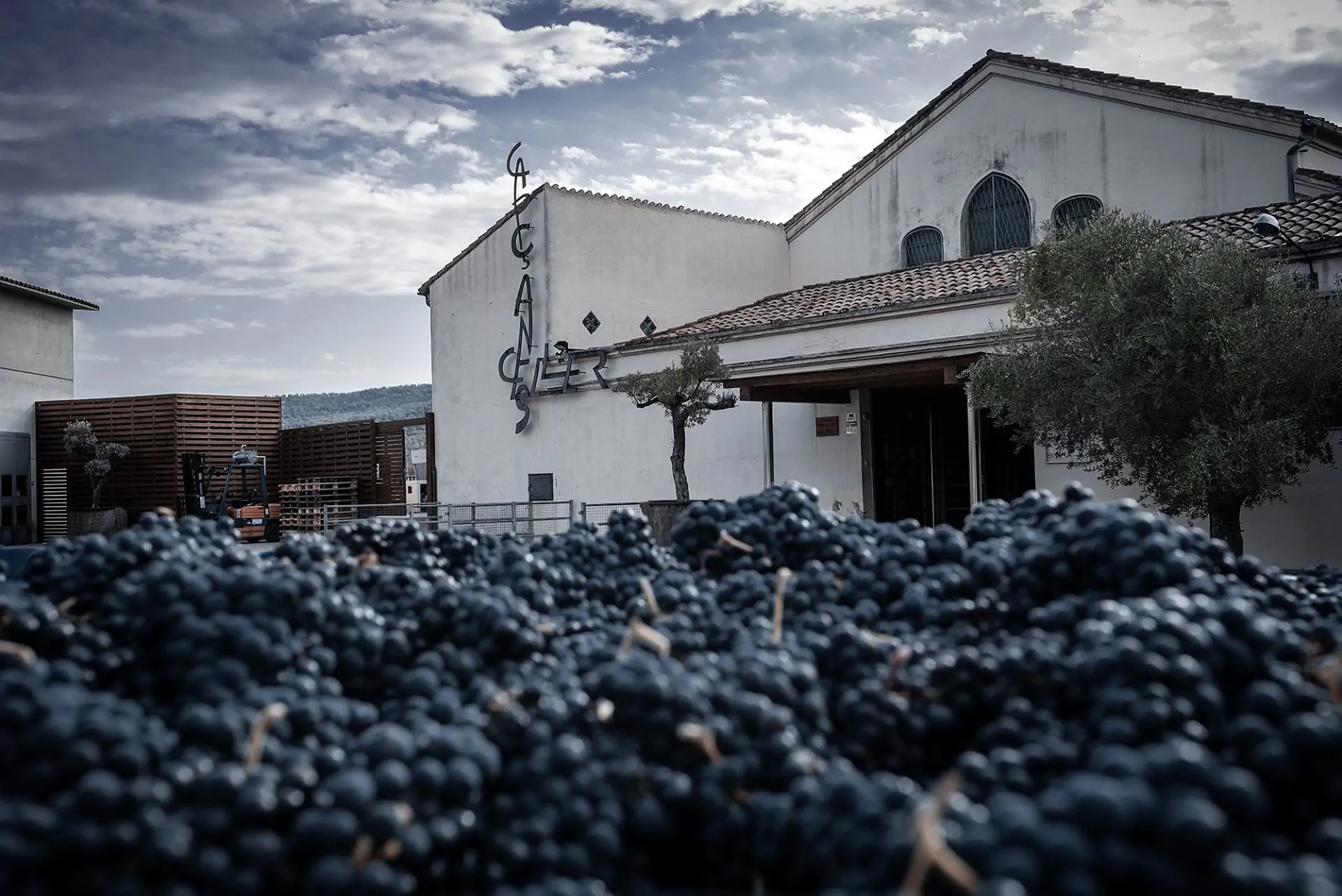 Celler de Capçanes, referente mundial en producción de vinos kosher 1 Celler de Capçanes, referente mundial en producción de vinos kosher