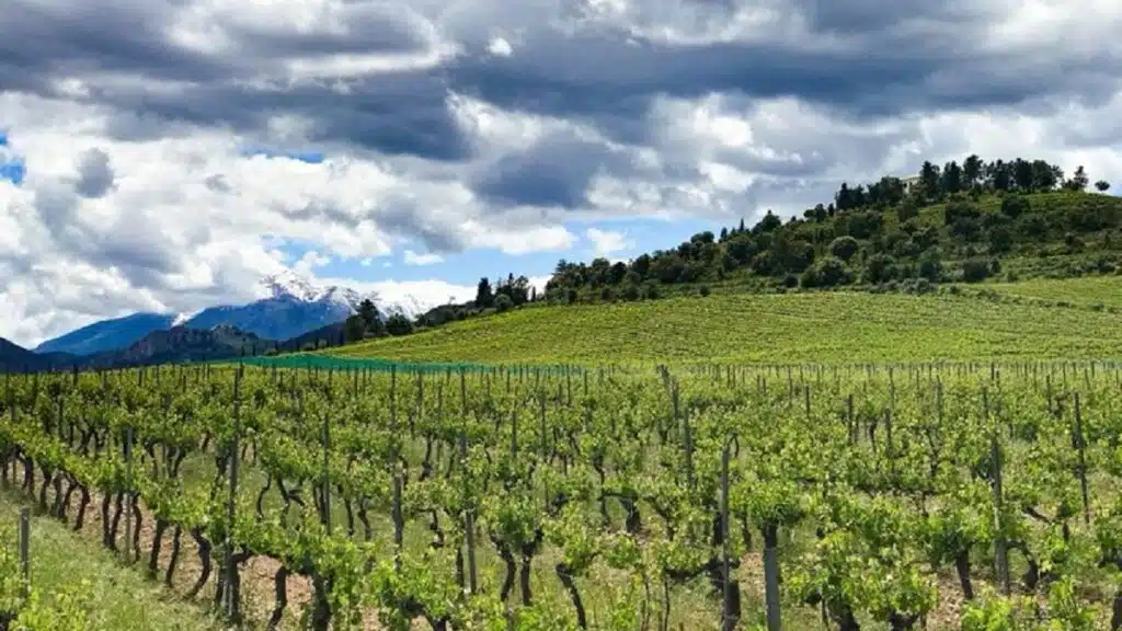 Clos Venturi, el viñedo más alto de Córcega, ofrece vinos distinguidos y atípicos