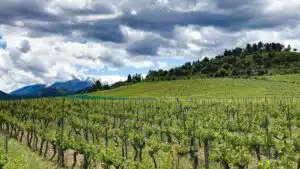 Clos Venturi, el viñedo más alto de Córcega, ofrece vinos distinguidos y atípicos
