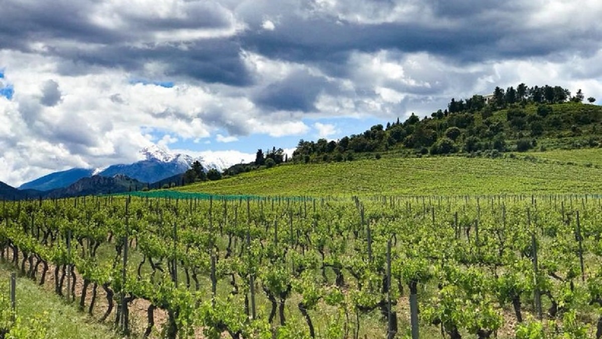 Clos Venturi, el viñedo más alto de Córcega, ofrece vinos distinguidos y atípicos 1 Clos Venturi el vinedo mas alto de Corcega ofrece vinos