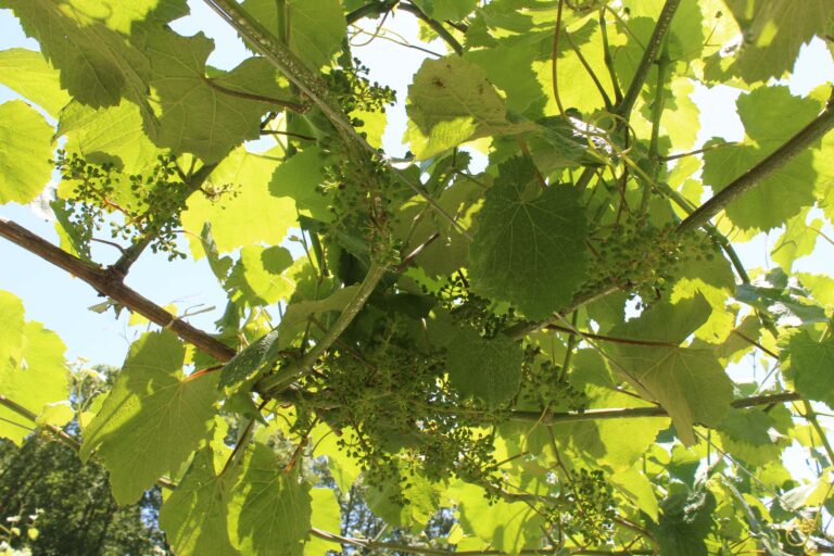 Cosecha 2024 en Rías Baixas: recogida de 41M kg de uvas, un 7,5% menos 54 Cosecha 2024 en Rias Baixas recogida de 41M kg de