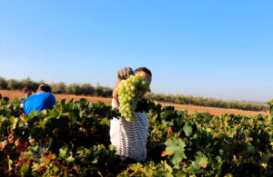 DOP Condado de Huelva pronostica cosecha reducida pero de alta calidad en 2024 6 DOP Condado de Huelva pronostica cosecha reducida pero de alta