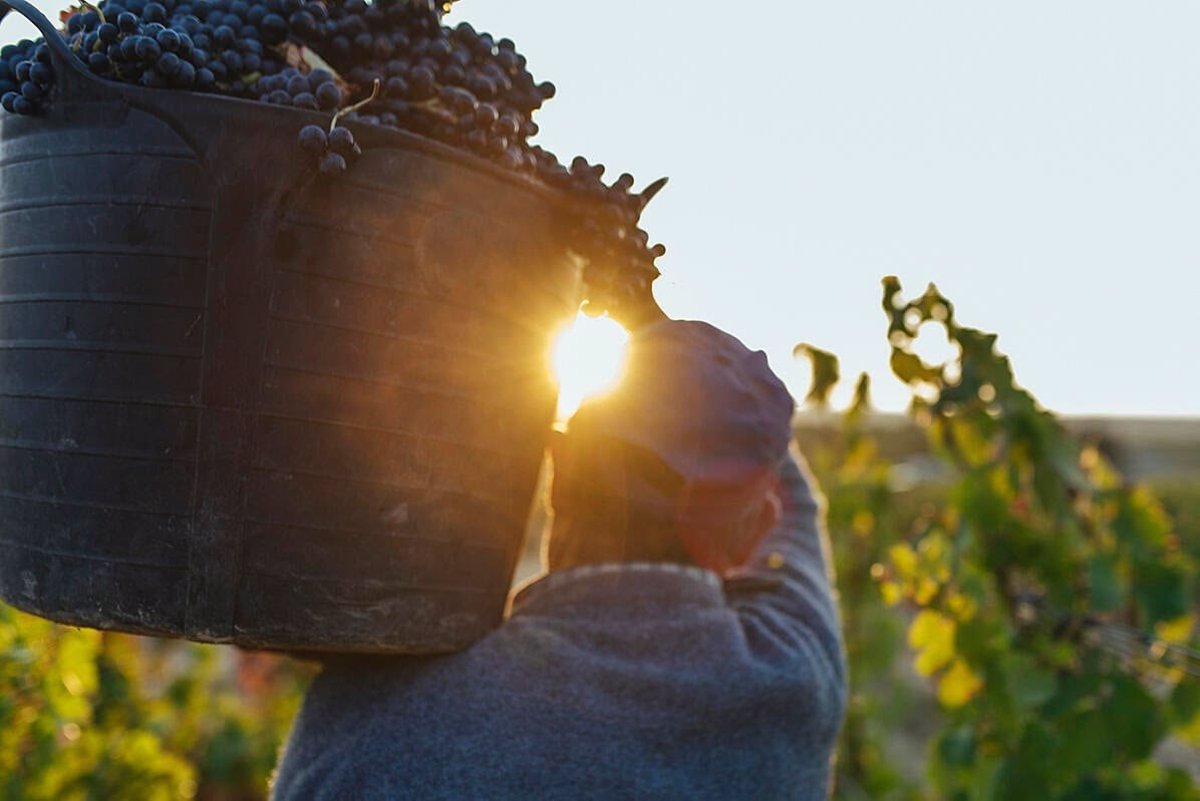 Denominación de Origen Calificada Rioja reconoce 14 nuevos viñedos singulares 1 Denominacion de Origen Calificada Rioja reconoce 14 nuevos vinedos singulares