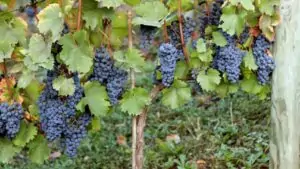 Descubre el mejor vino de Madrid elaborado en Villarejo con toque a vainilla por menos de 4 euros