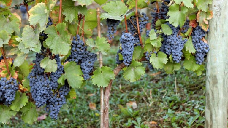 Descubre el mejor vino de Madrid elaborado en Villarejo con toque a vainilla por menos de 4 euros 48 Descubre el mejor vino de Madrid elaborado en Villarejo con