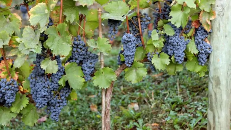 Descubre el mejor vino de Madrid elaborado en Villarejo con toque a vainilla por menos de 4 euros