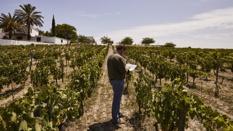 Vinos de Alberto Orte: variedades olvidadas y éxito internacional desde Jerez 32 Descubre el vino tinto de alta calidad que puedes conseguir