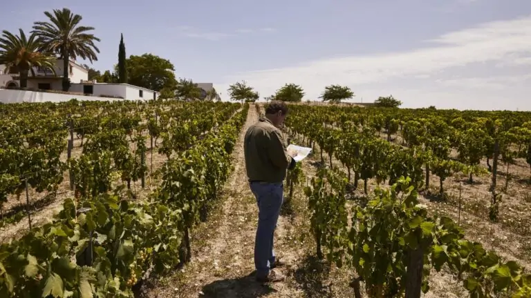 Vinos de Alberto Orte: variedades olvidadas y éxito internacional desde Jerez