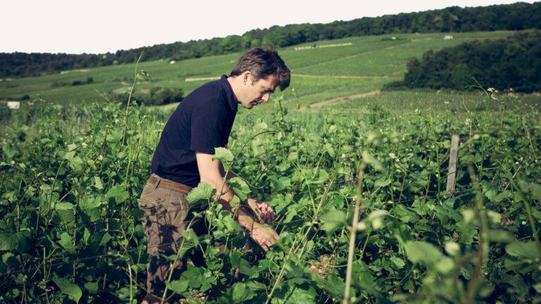Domaine Arlaud, destacado por su excepcional viticultura biológica en Borgoña 51 Domaine Arlaud destacado por su excepcional viticultura biologica en Borgona