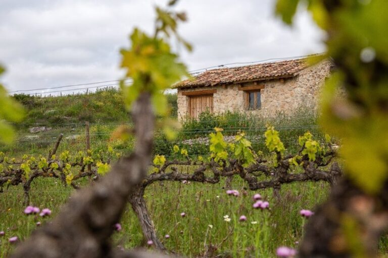 Escapadas inolvidables: 7 alojamientos únicos en medio de viñedos encantadores 48 Familia Fernandez Rivera apuesta por vinedo ecologico en Gumiel de