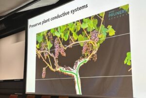 Harvard analiza el futuro de la viticultura ante el cambio climático con IA 13 Harvard analiza el futuro de la viticultura ante el cambio