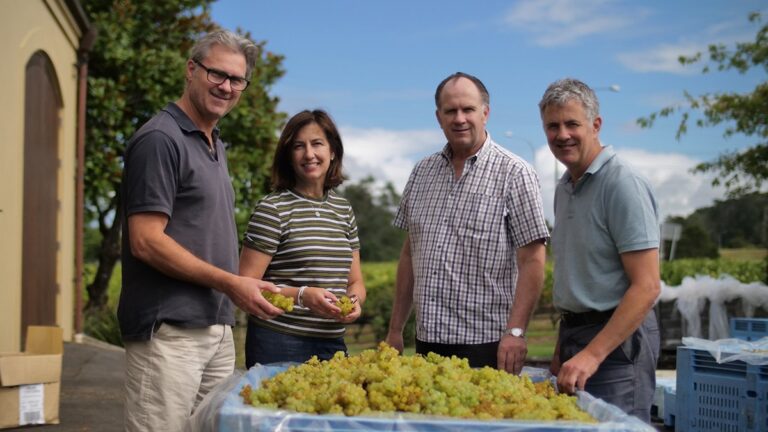 Kumeu River, el viñedo neozelandés que triunfa en el mundo con sus vinos excepcionales 26 Kumeu River el vinedo neozelandes que triunfa en el mundo