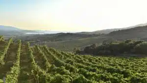 Los vinos de Córcega: descubre la sorprendente diversidad y los cépages autóctonos de la isla