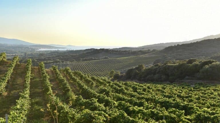 Los vinos de Corcega descubre la sorprendente diversidad y los