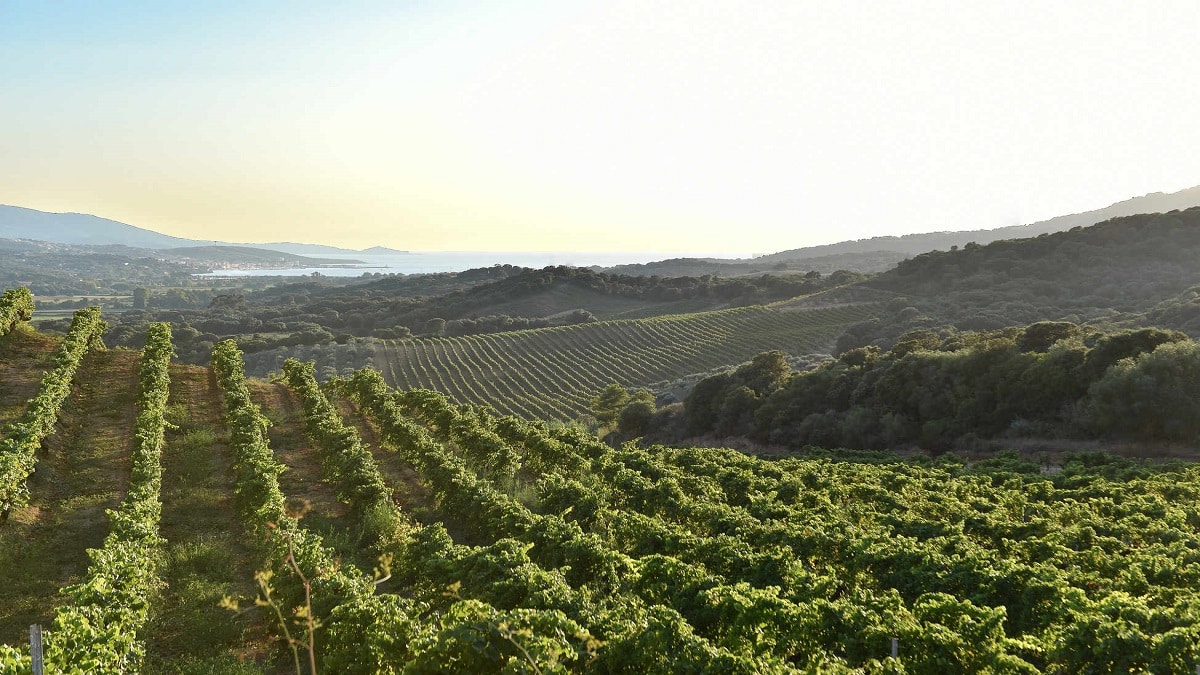 Los vinos de Corcega descubre la sorprendente diversidad y los