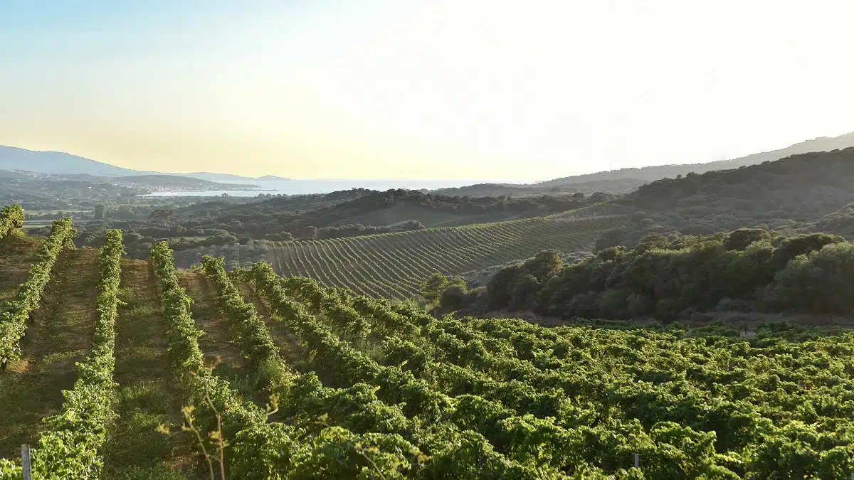 Los vinos de Córcega: descubre la sorprendente diversidad y los cépages autóctonos de la isla 1 Los vinos de Córcega: descubre la sorprendente diversidad y los cépages autóctonos de la isla