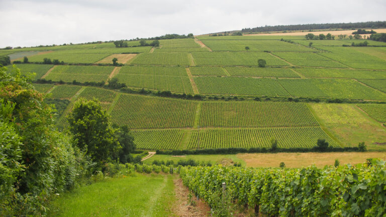 Mâconnais: Potencial renovado en el vino Chardonnay de alta calidad a buen precio 41 Maconnais Potencial renovado en el vino Chardonnay de alta calidad