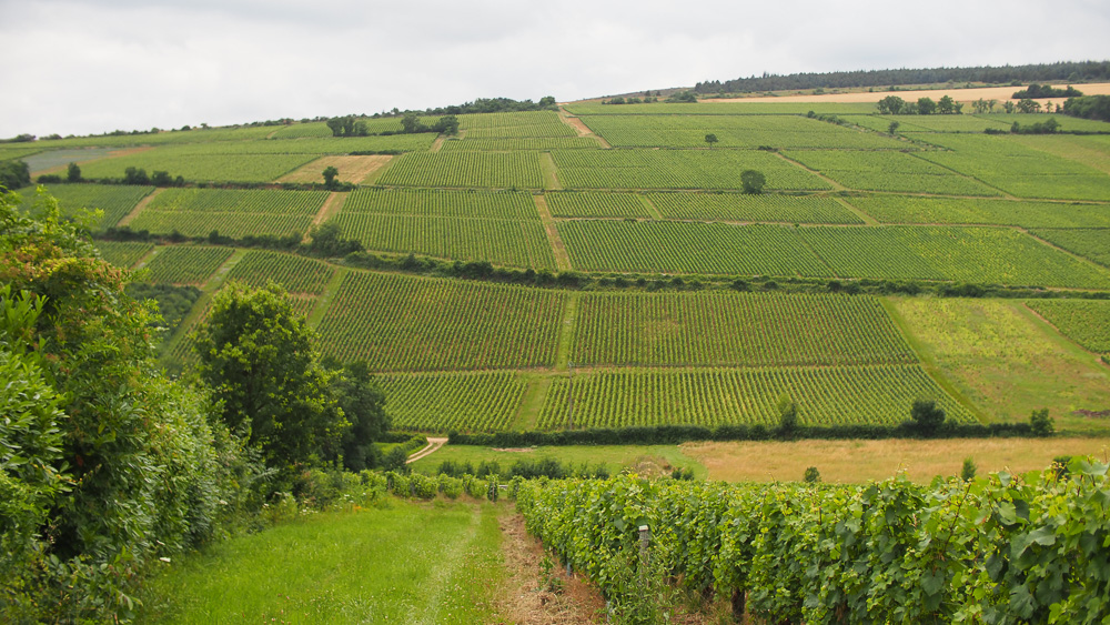 Mâconnais: Potencial renovado en el vino Chardonnay de alta calidad a buen precio 1 Maconnais Potencial renovado en el vino Chardonnay de alta calidad