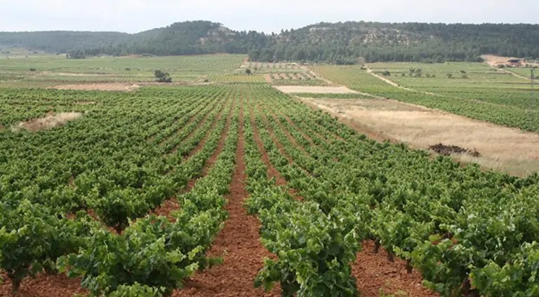 Prevén precios históricos de uva para cava por escasez debida a sequía