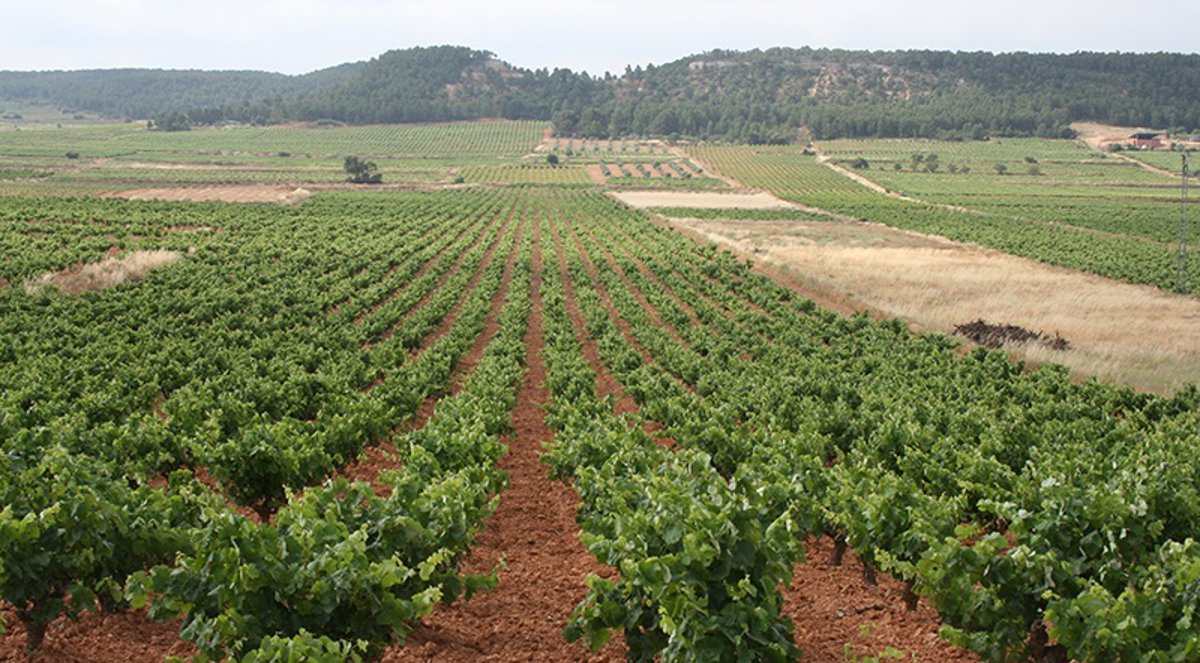 Prieto Picudo: La joya vitivinícola de León y Zamora 1 Preven precios historicos de uva para cava por escasez debida