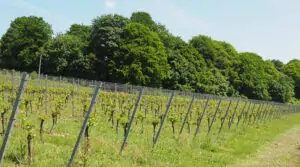 Producción de vino en Reino Unido crece un 9,2% con 1030 viñedos registrados