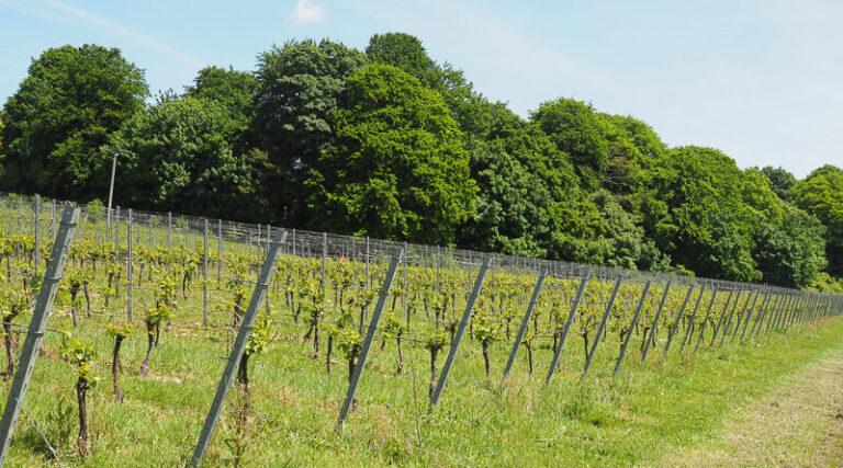 Producción de vino en Reino Unido crece un 9,2% con 1030 viñedos registrados 14 Produccion de vino en Reino Unido crece un 92 con