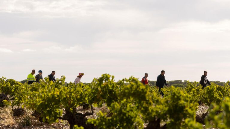Resurgimiento de las uvas Malcorta y Cenicienta por Rueda una
