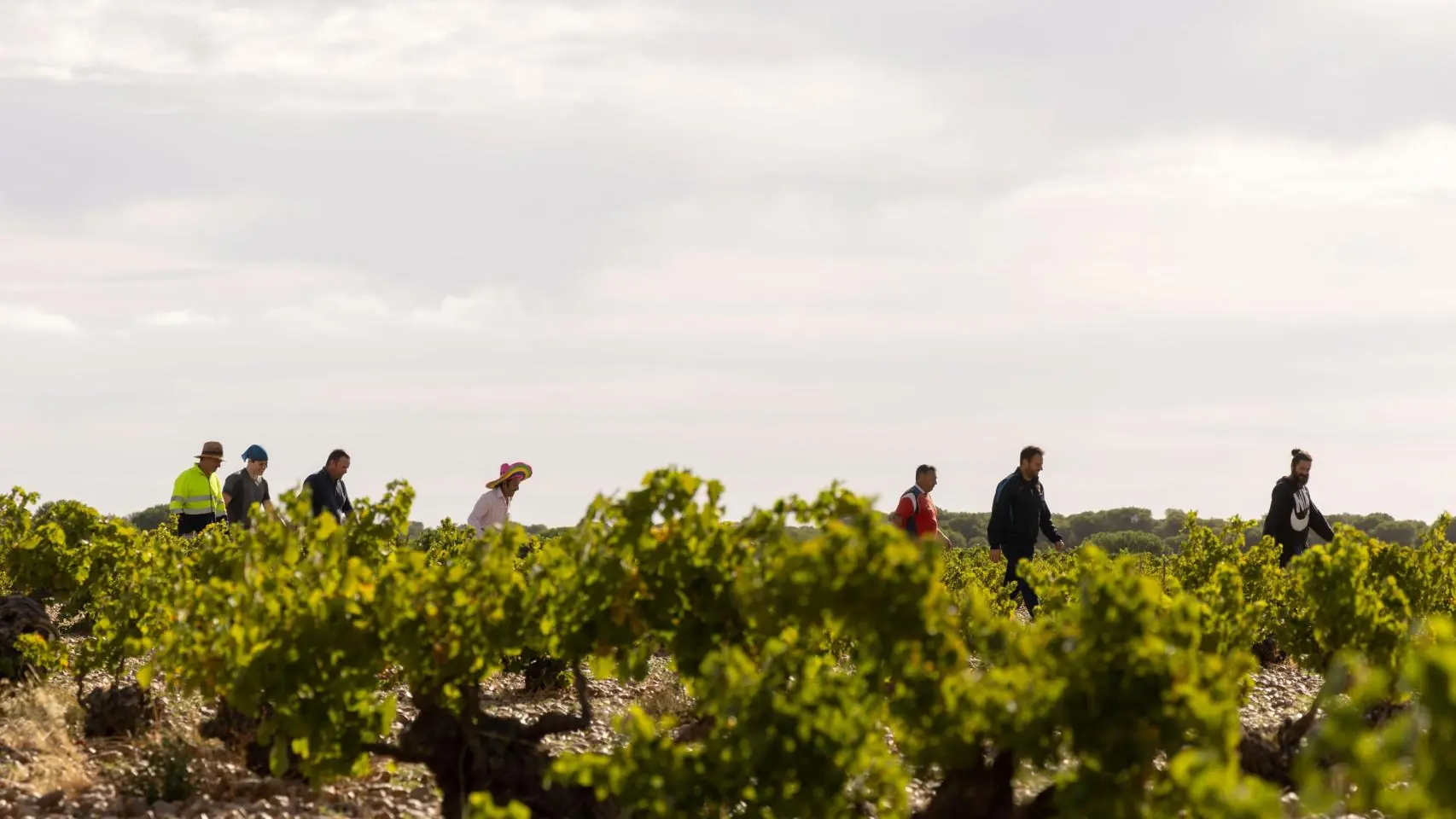 Finaliza la vendimia 2024 en Toro con casi 20 millones de kilos recolectados 1 Resurgimiento-de-las-uvas-Malcorta-y-Cenicienta-por-Rueda-una.jpg