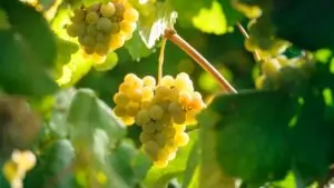 Seis variedades de uva blanca autóctona realzan la diversidad del vino Rías Baixas