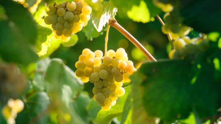Abouriou: La uva olvidada que está conquistando el mundo del vino 21 Seis variedades de uva blanca autoctona realzan la diversidad del