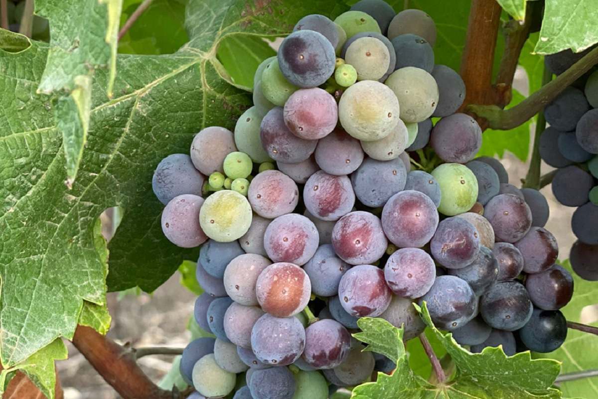 Vendemmia 2024 en Italia se adelanta por el calor extremo y la sequía 1 Vendemmia 2024 en Italia se adelanta por el calor
