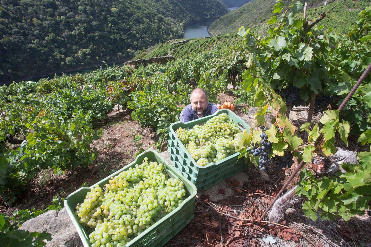 Vendimia española estima una producción de 39,7 millones de hectolitros, un 20% más 1 Vendimia espanola estima una produccion de 397 millones de hectolitros