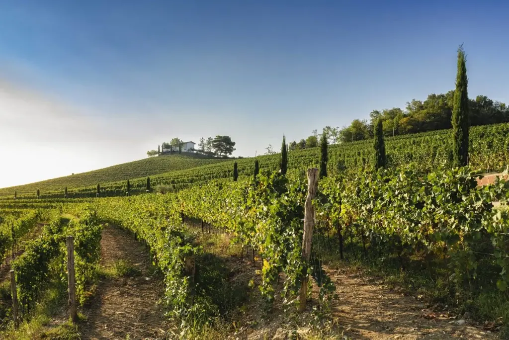 Viticultores del Collio unen fuerzas para realzar la excelencia del.webp