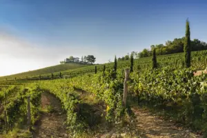 Viticultores del Collio unen fuerzas para realzar la excelencia del.webp