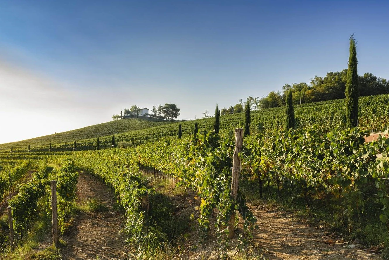 Viticultores del Collio unen fuerzas para realzar la excelencia del Pinot Blanco