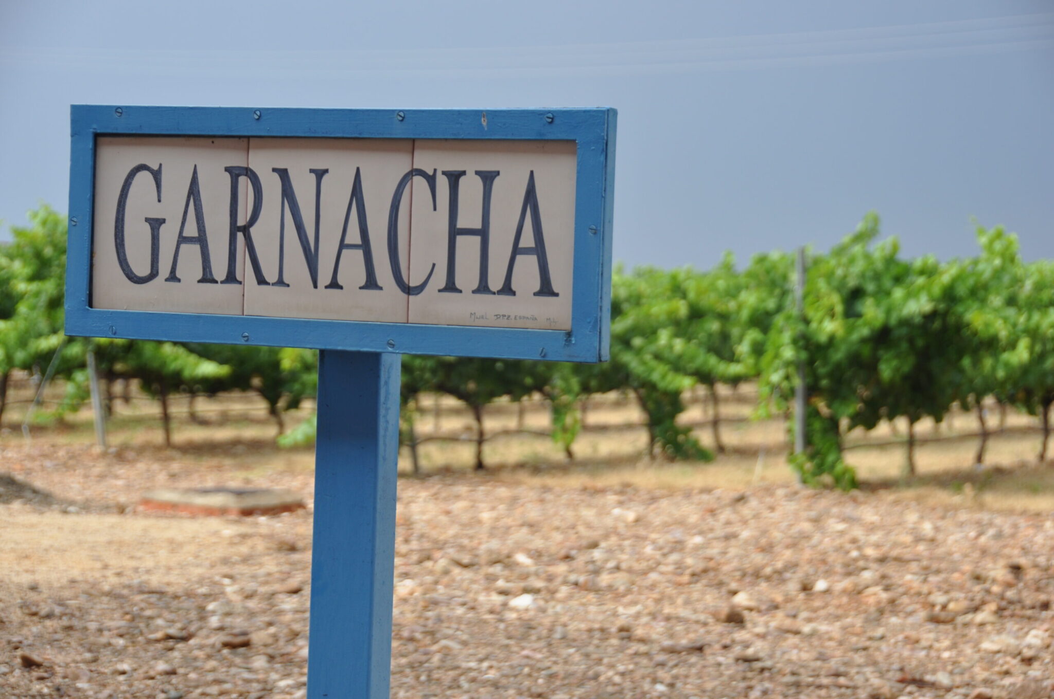 Zaragoza busca convertirse en Capital Mundial de la Garnacha con turismo enológico 1 Zaragoza busca convertirse en Capital Mundial de la Garnacha con scaled