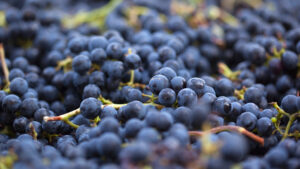 Zaragoza se postula como Capital Mundial de la Garnacha para