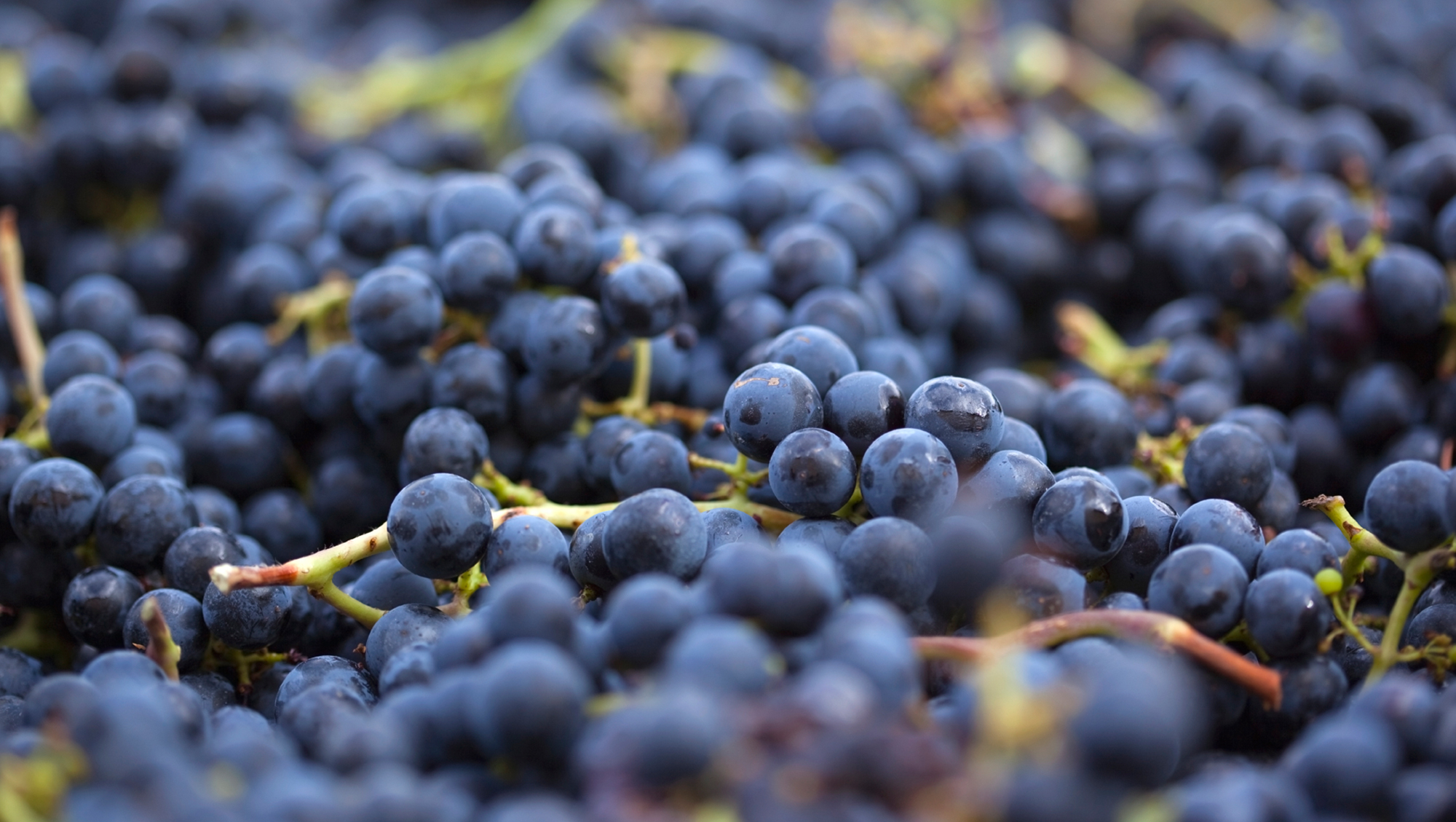 Zaragoza se postula como Capital Mundial de la Garnacha para potenciar enoturismo 1 Zaragoza se postula como Capital Mundial de la Garnacha para