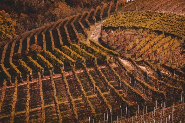 Celebrando los 10 anos del afamado vino Nizza Docg en.webp