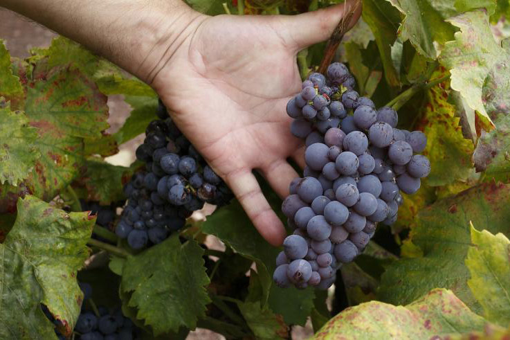 Gobierno de Aragón apoya candidatura de Cariñena como Ciudad Europea del Vino 2025 45 Gobierno de Aragon apoya candidatura de Carinena como Ciudad Europea