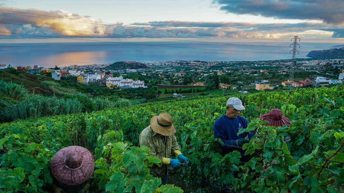 Suertes del Marqués, el tesoro vitivinícola de Tenerife con reconocimiento internacional 1 Suertes del Marques el tesoro vitivinicola de Tenerife con reconocimiento
