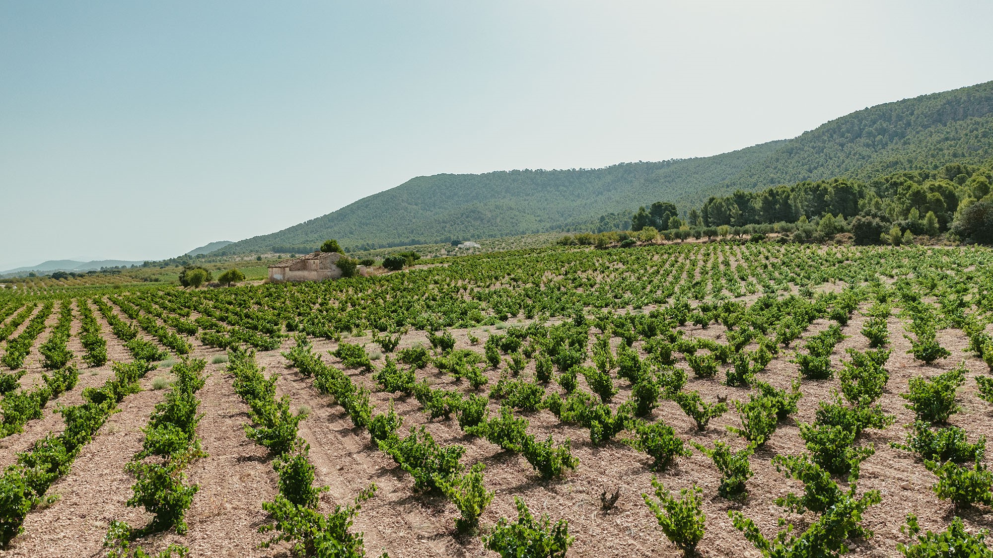 Día de la Monastrell 2024: DOP Alicante destaca valores de este célebre vino 1 1729253755 Escribe un titulo noticiable totalmente adaptado a lectores espanoles y