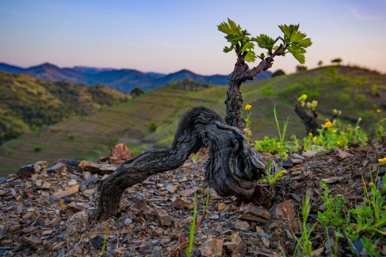 Tres vinos esenciales para redescubrir la esencia del Priorat 16 23BU7JJD6NHO7DTN6MOIS2R2IQ