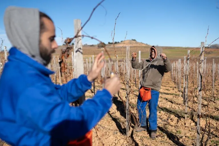 Bosque de hongos microscópicos: el aliado inesperado de las viñas en Ribera del Duero