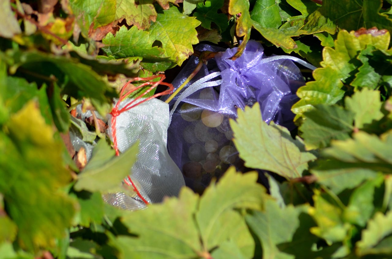 Abierto plazo para seguro de viñedo en Canarias hasta el 9 de diciembre 1 Abierto plazo para seguro de vinedo en Canarias hasta el