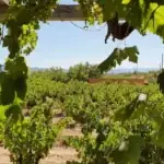 Alkimia Wines, la bodega que planta cara al vino industrial: reciclan el 99,6% de sus residuos 3 Alkimia Wines, la bodega que planta cara al vino industrial: reciclan el 99,6% de sus residuos